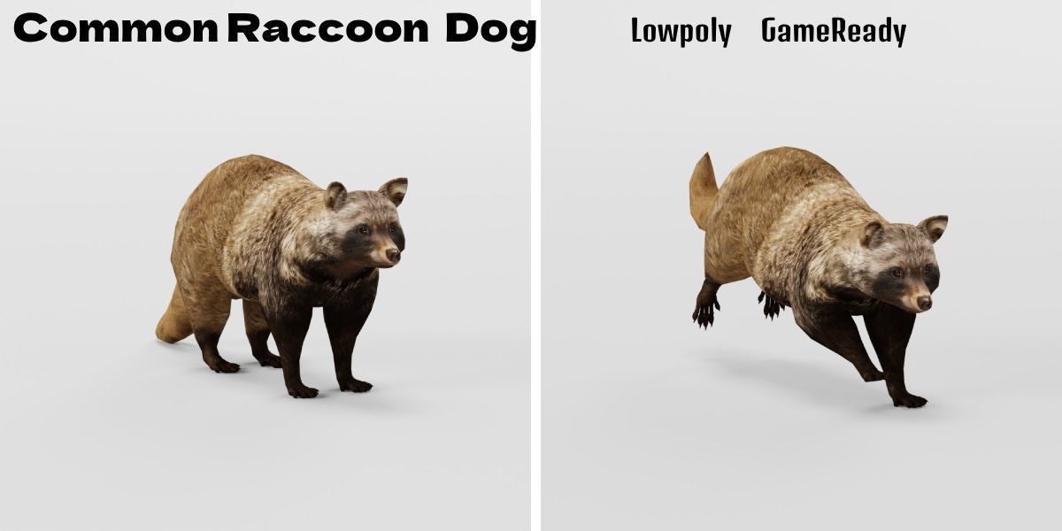 Common Raccoon Dog Animal Low-poly 3D model_2