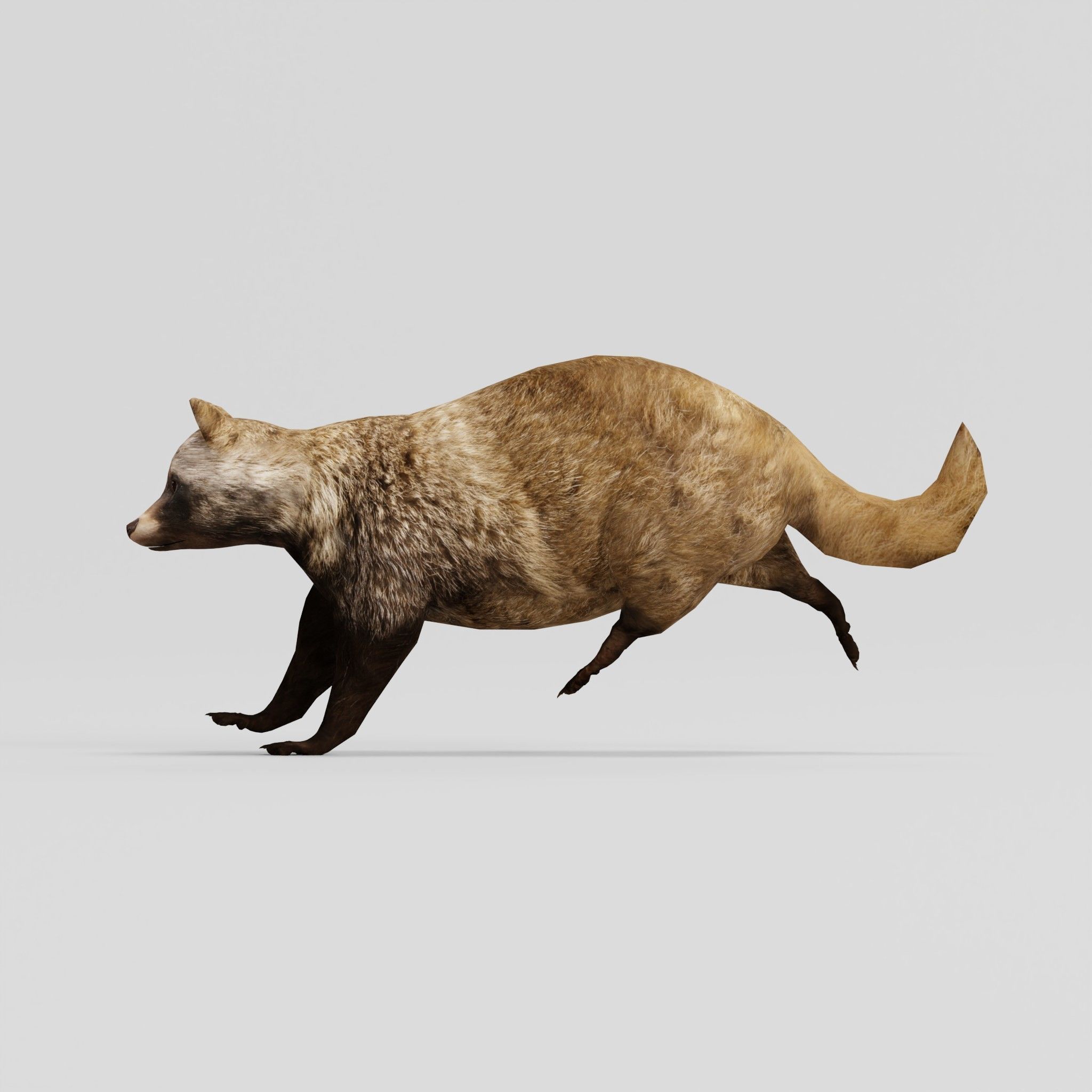 Common Raccoon Dog Animal Low-poly 3D model_4