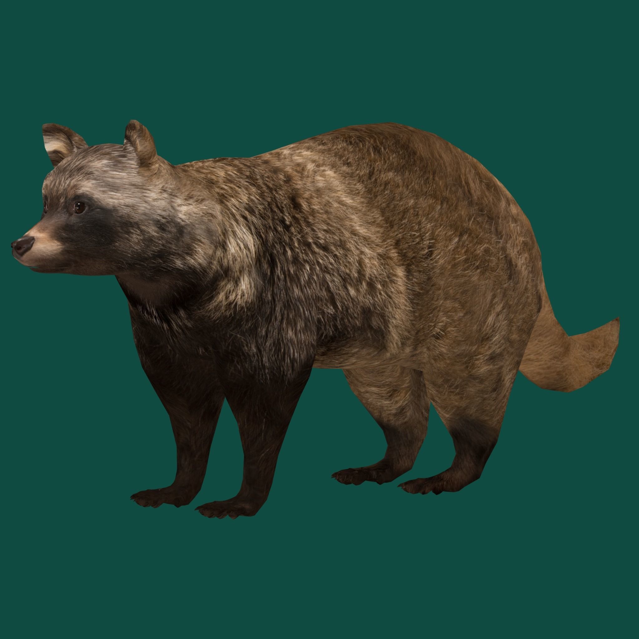 Common Raccoon Dog Animal Low-poly 3D model_19