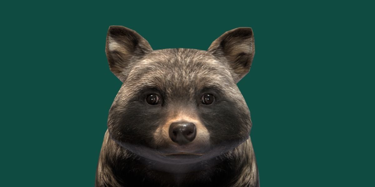 Common Raccoon Dog Animal Low-poly 3D model_29