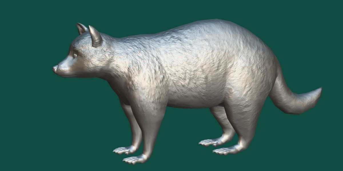Common Raccoon Dog Animal Low-poly 3D model_28