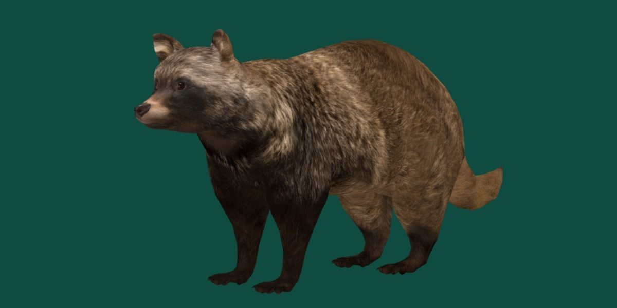 Common Raccoon Dog Animal Low-poly 3D model_21