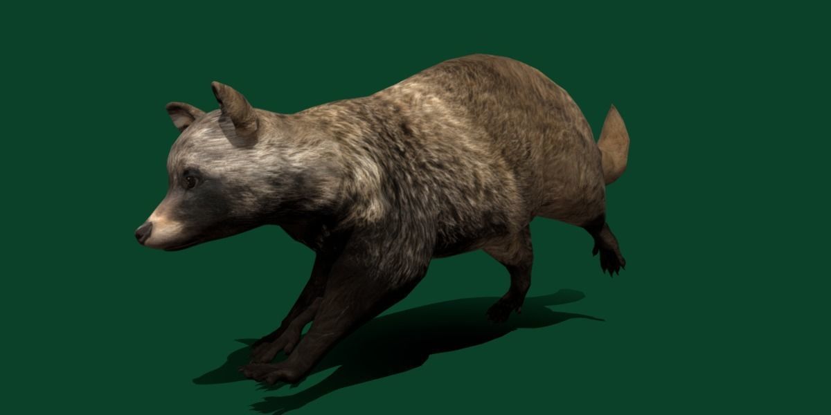 Common Raccoon Dog Animal Low-poly 3D model_10