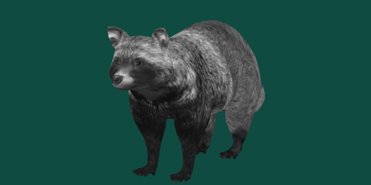 Common Raccoon Dog Animal Low-poly 3D model_26