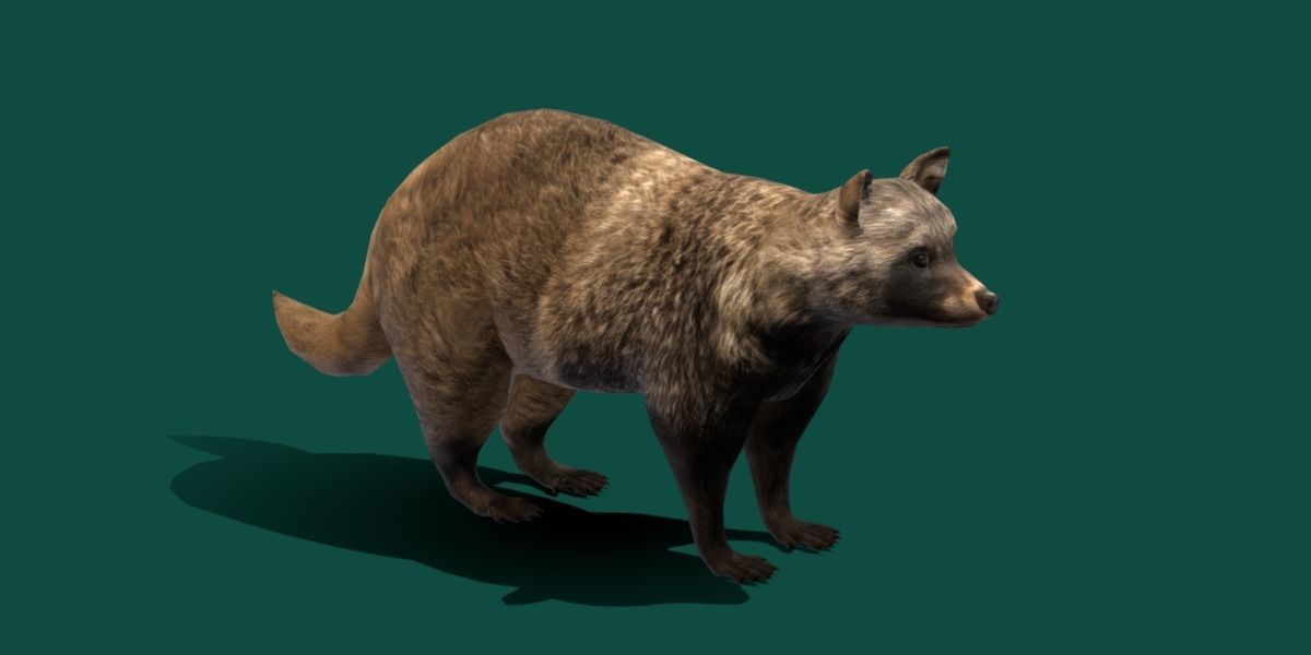 Common Raccoon Dog Animal Low-poly 3D model_23