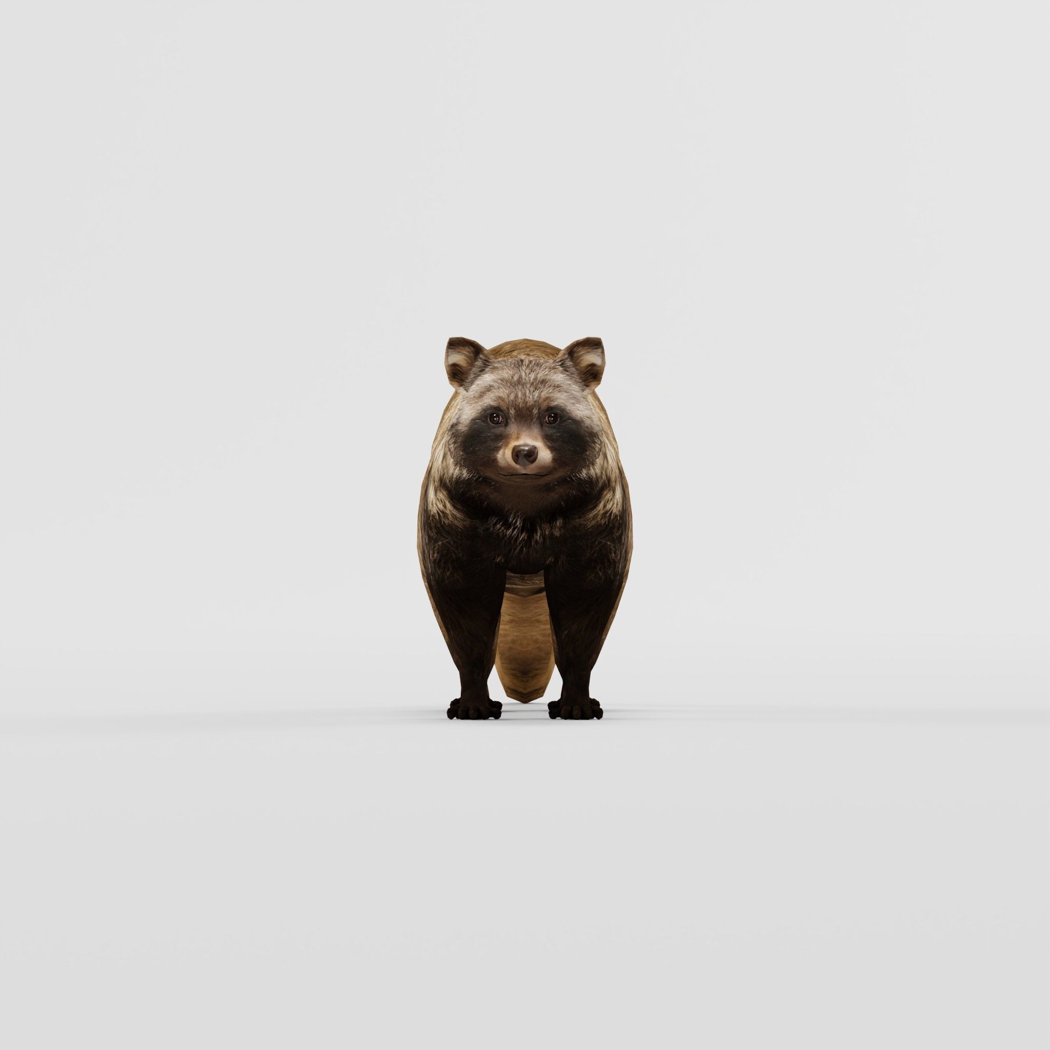 Common Raccoon Dog Animal Low-poly 3D model_5