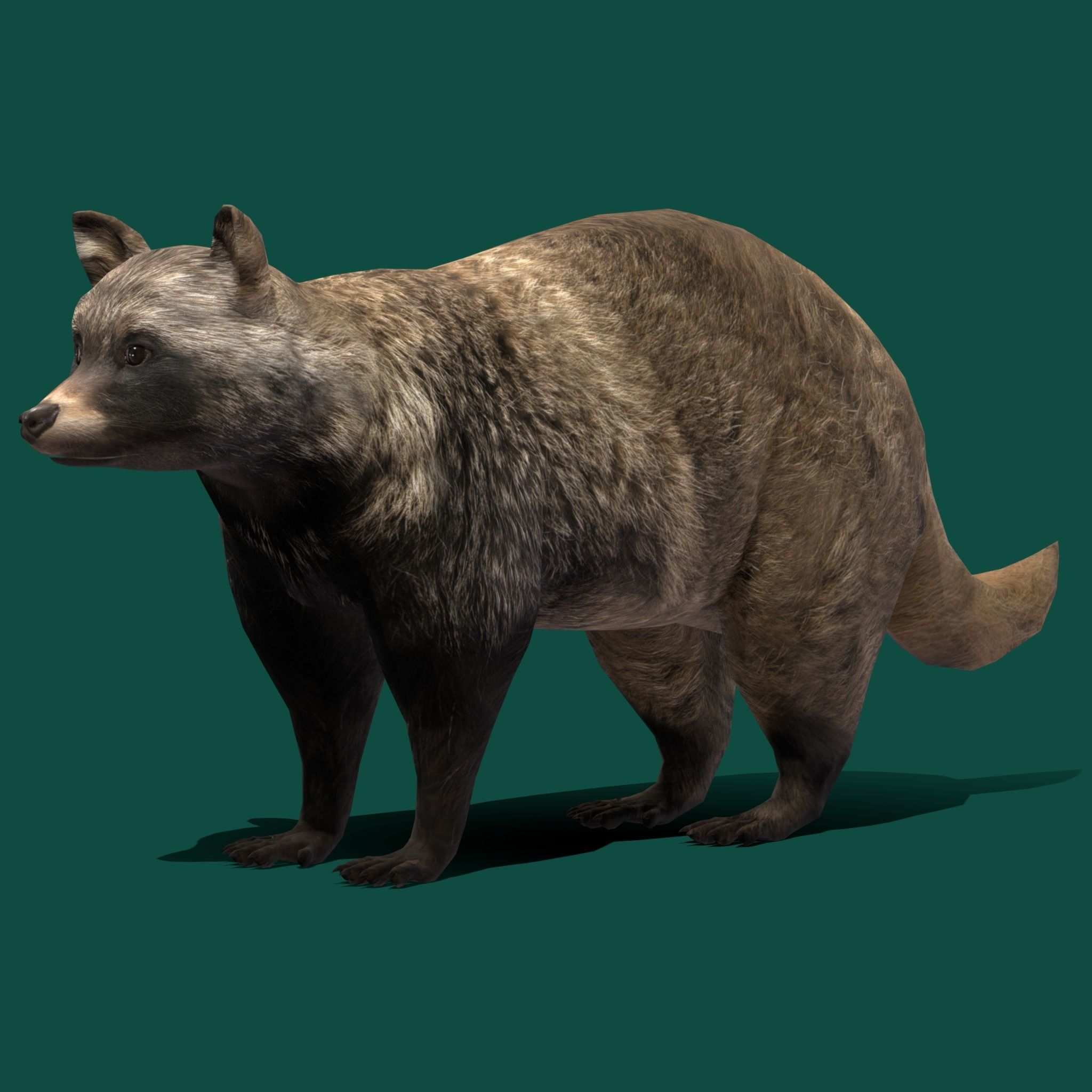 Common Raccoon Dog Animal Low-poly 3D model_18