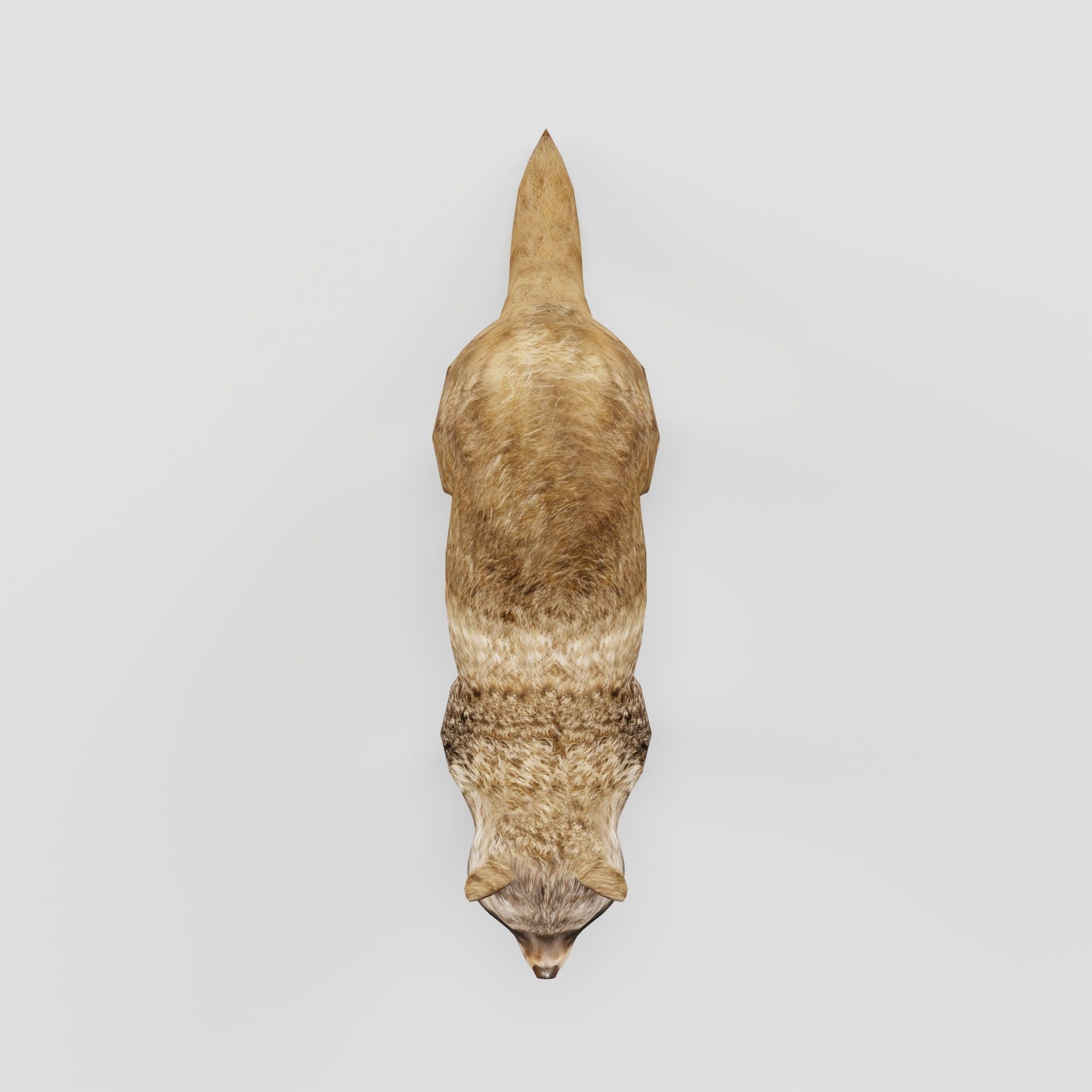 Common Raccoon Dog Animal Low-poly 3D model_7