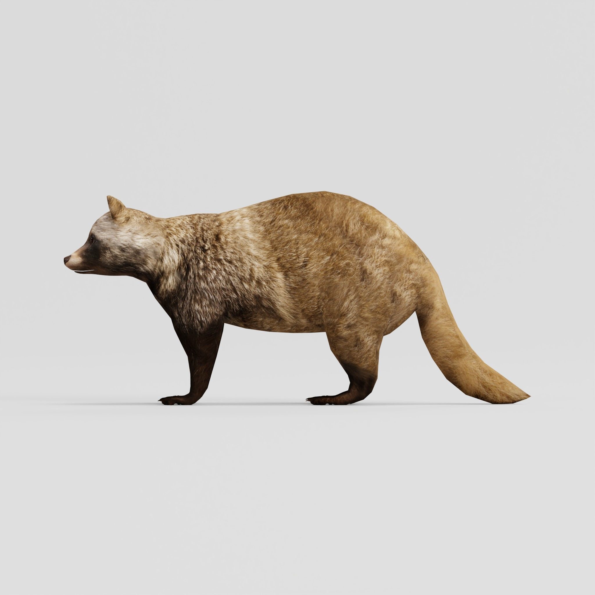 Common Raccoon Dog Animal Low-poly 3D model_6