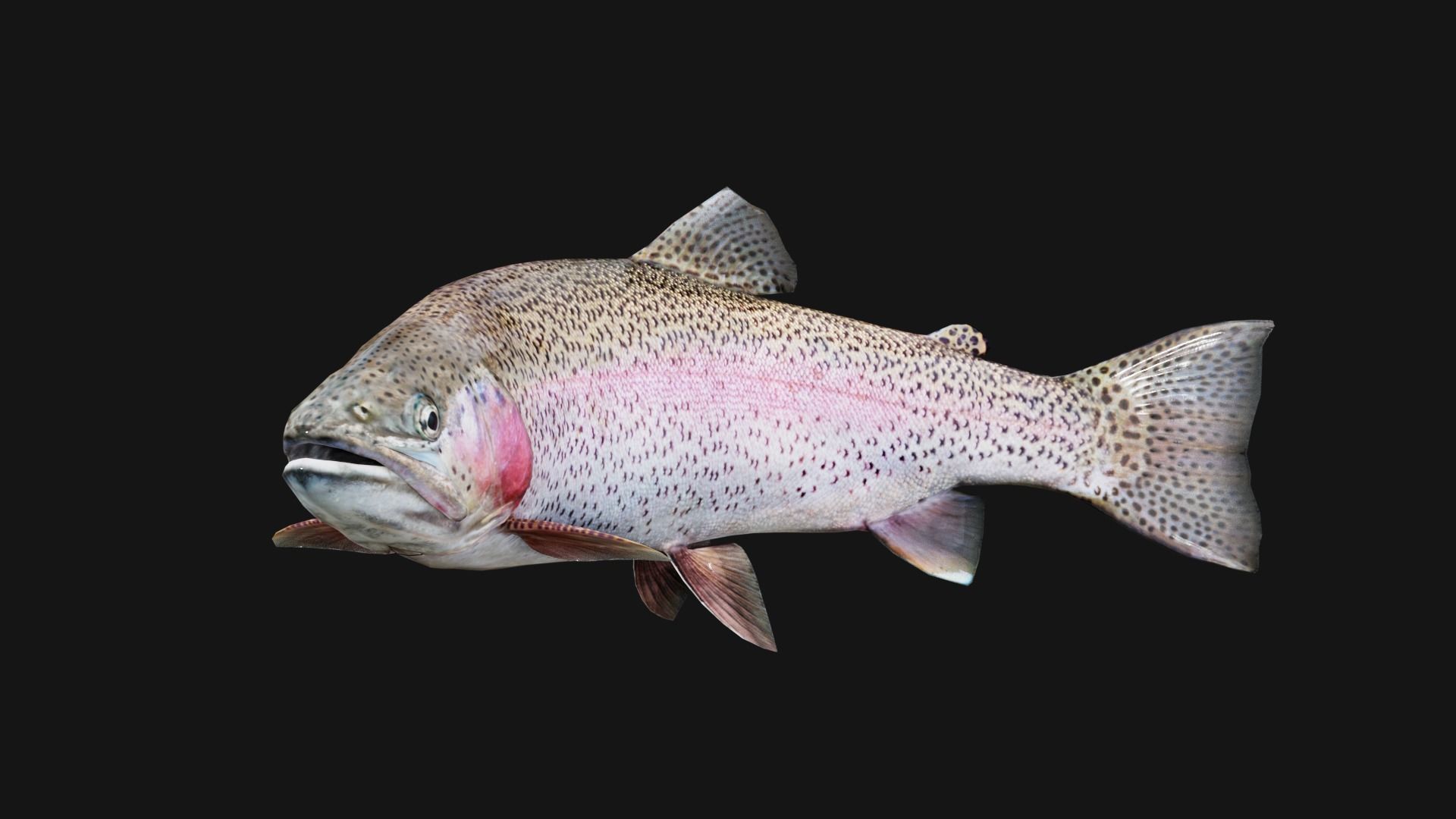 Trout RainBow - Freshwater Free low-poly 3D model_15