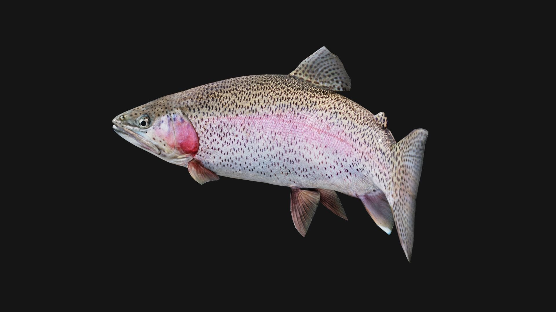 Trout RainBow - Freshwater Free low-poly 3D model_17