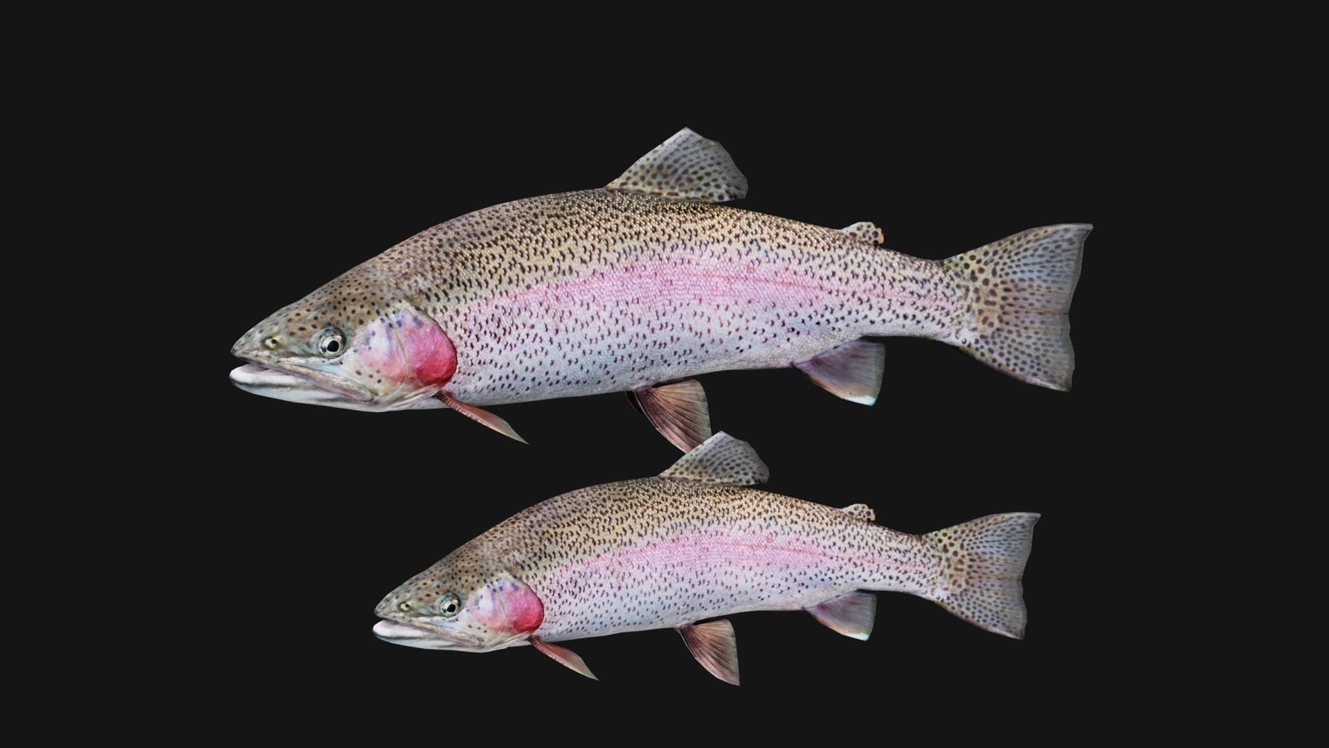 Trout RainBow - Freshwater Free low-poly 3D model_12