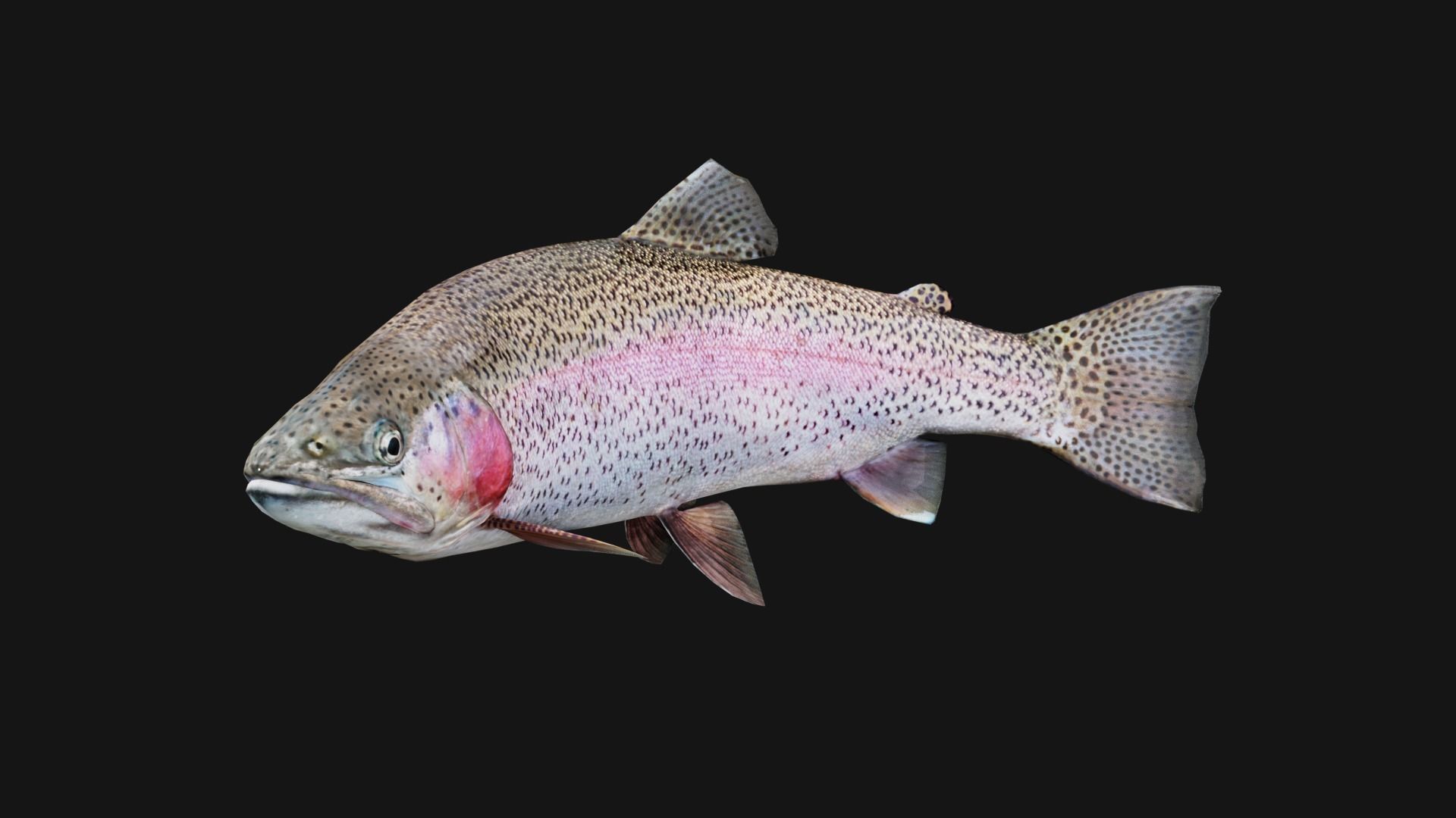 Trout RainBow - Freshwater Free low-poly 3D model_7