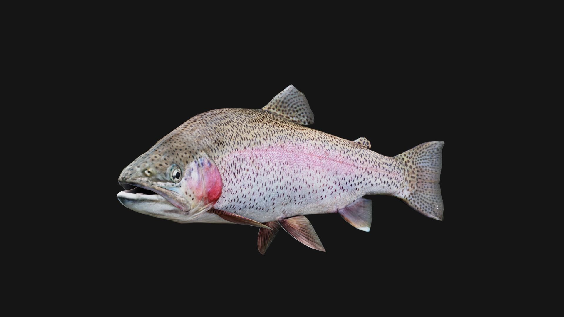 Trout RainBow - Freshwater Free low-poly 3D model_14
