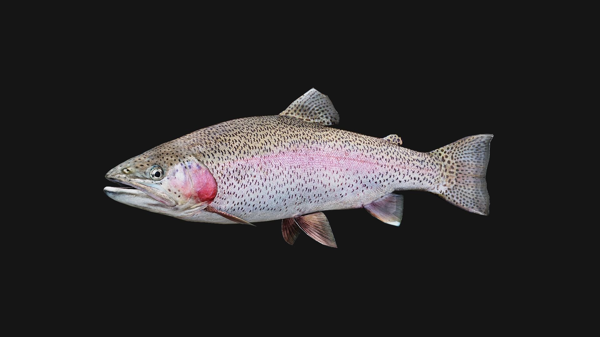 Trout RainBow - Freshwater Free low-poly 3D model_6
