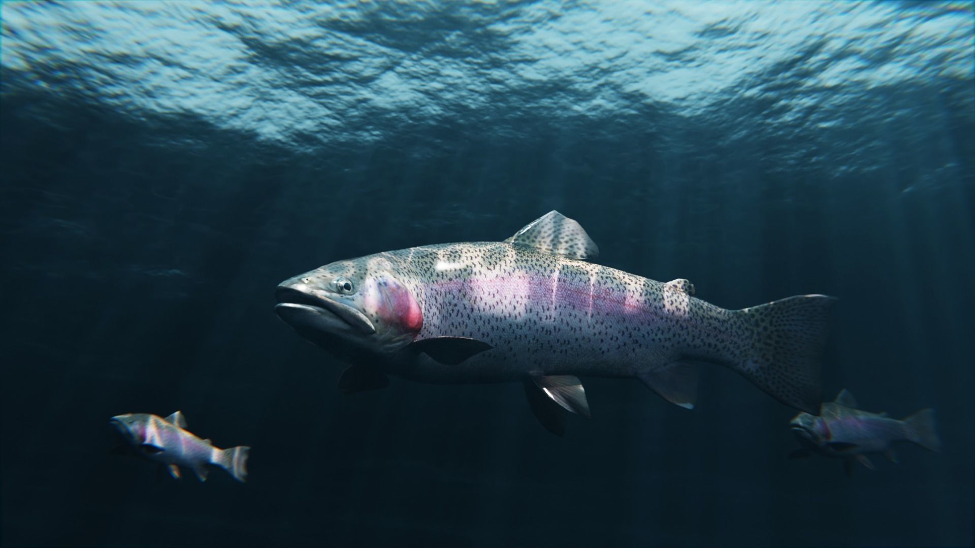Trout RainBow - Freshwater Free low-poly 3D model_5