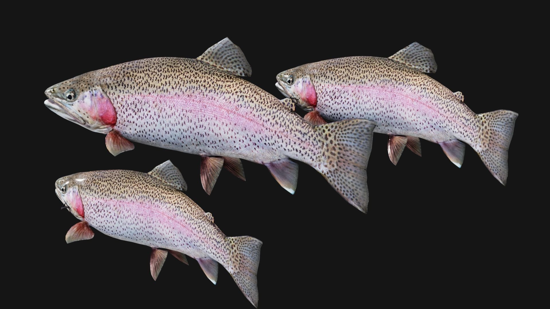 Trout RainBow - Freshwater Free low-poly 3D model_11
