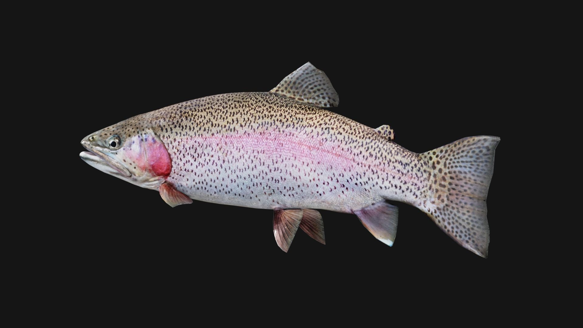 Trout RainBow - Freshwater Free low-poly 3D model_10