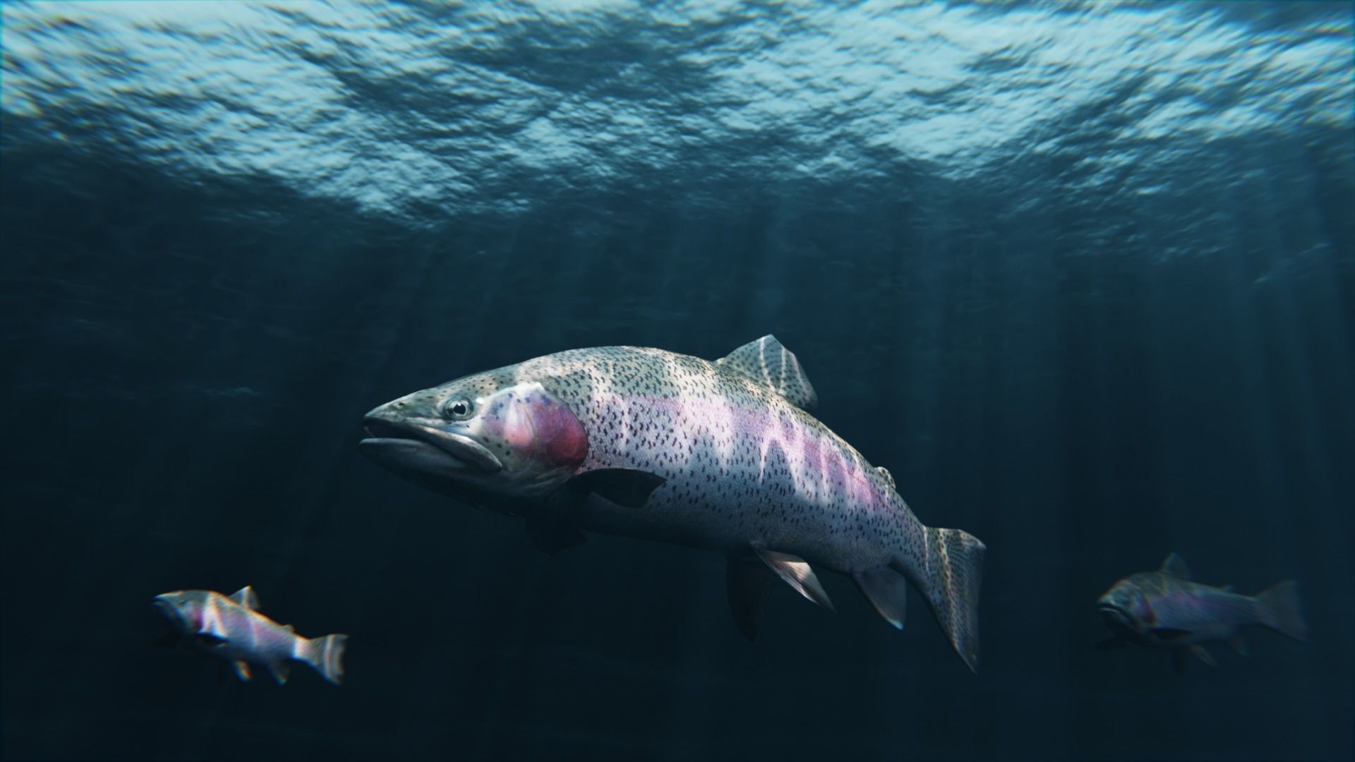 Trout RainBow - Freshwater Free low-poly 3D model_2