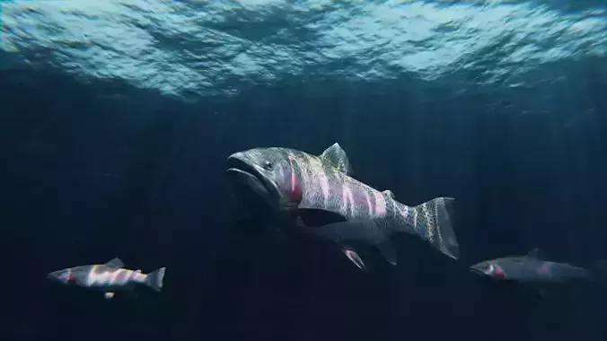 Trout RainBow - Freshwater  Free low-poly 3D model