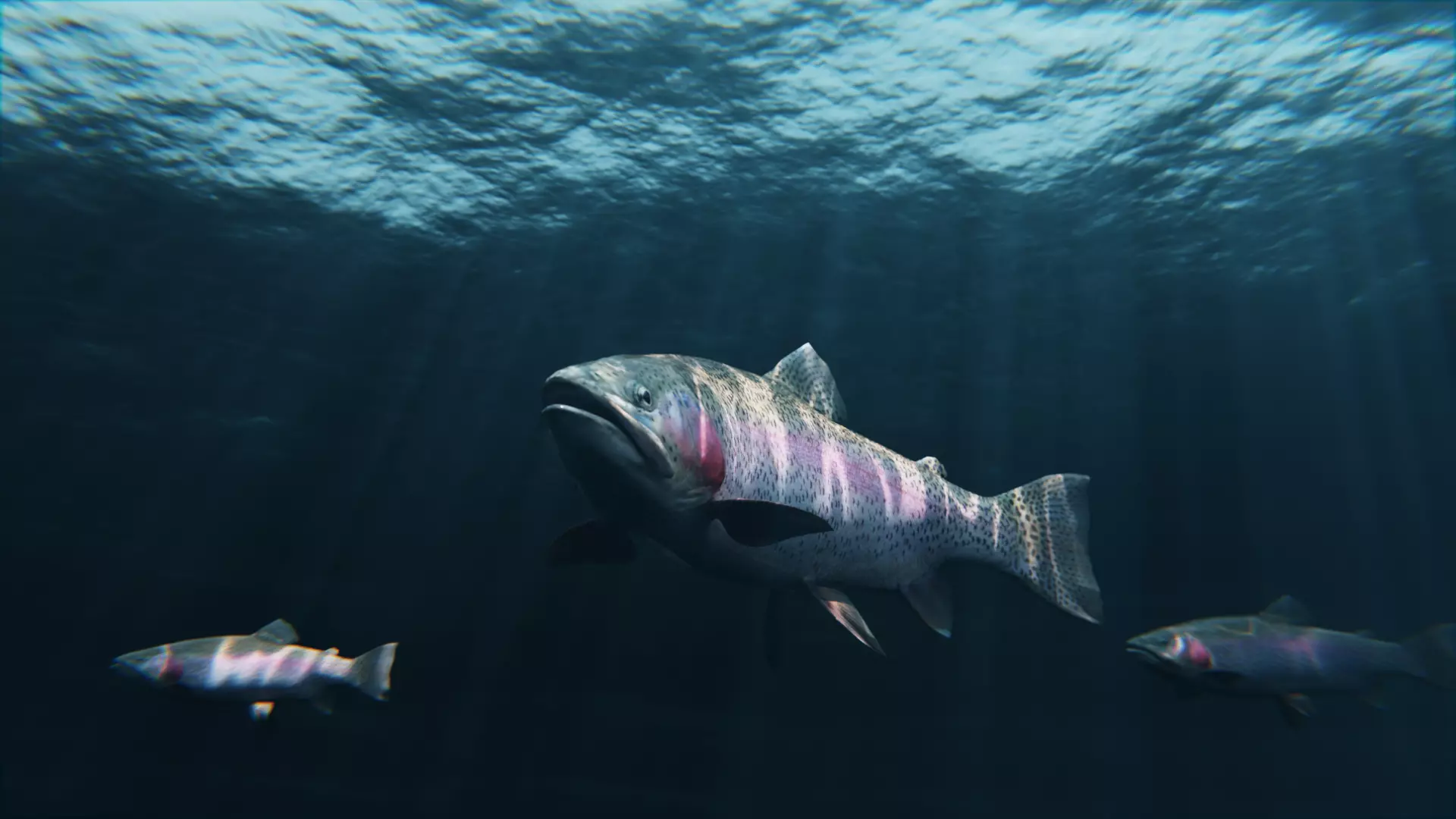 Trout RainBow - Freshwater Free low-poly 3D model_0