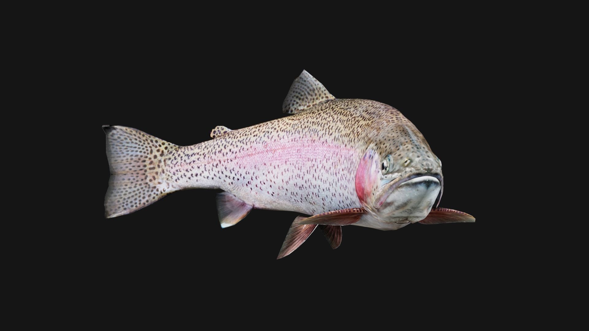 Trout RainBow - Freshwater Free low-poly 3D model_16