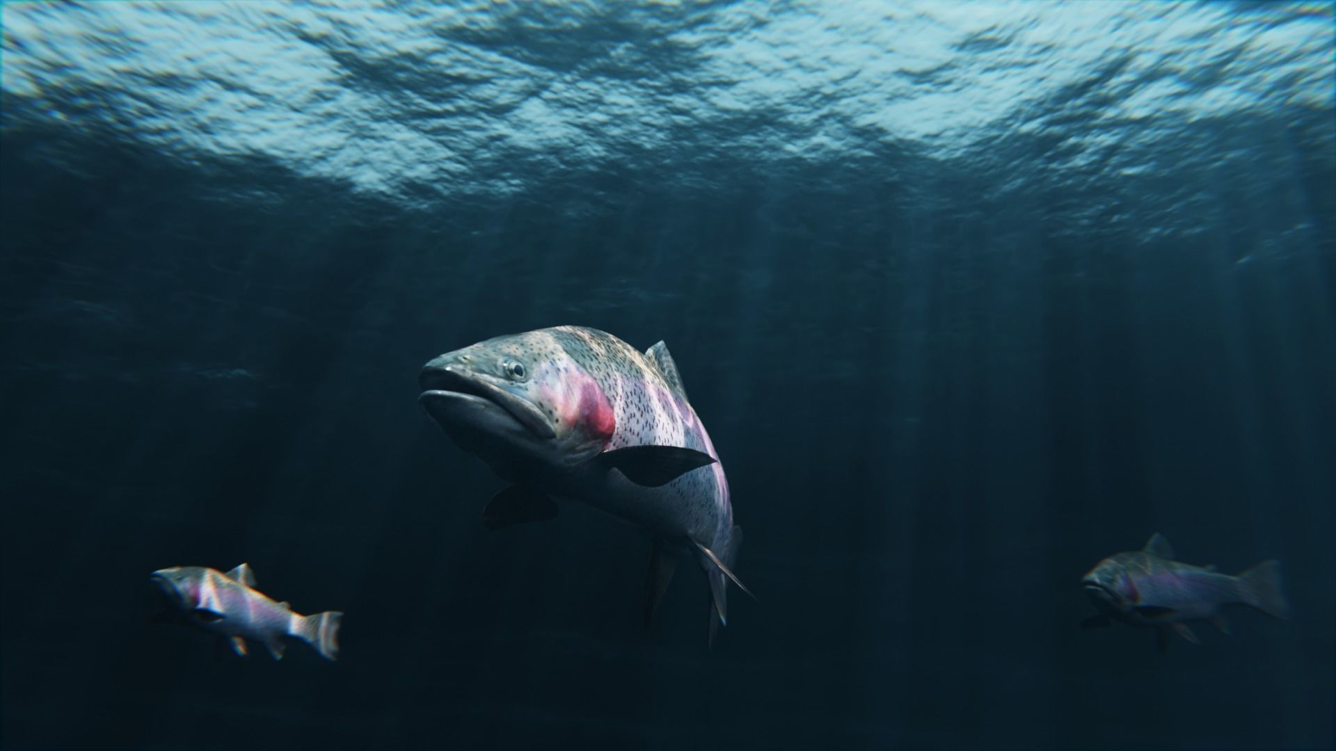 Trout RainBow - Freshwater Free low-poly 3D model_4