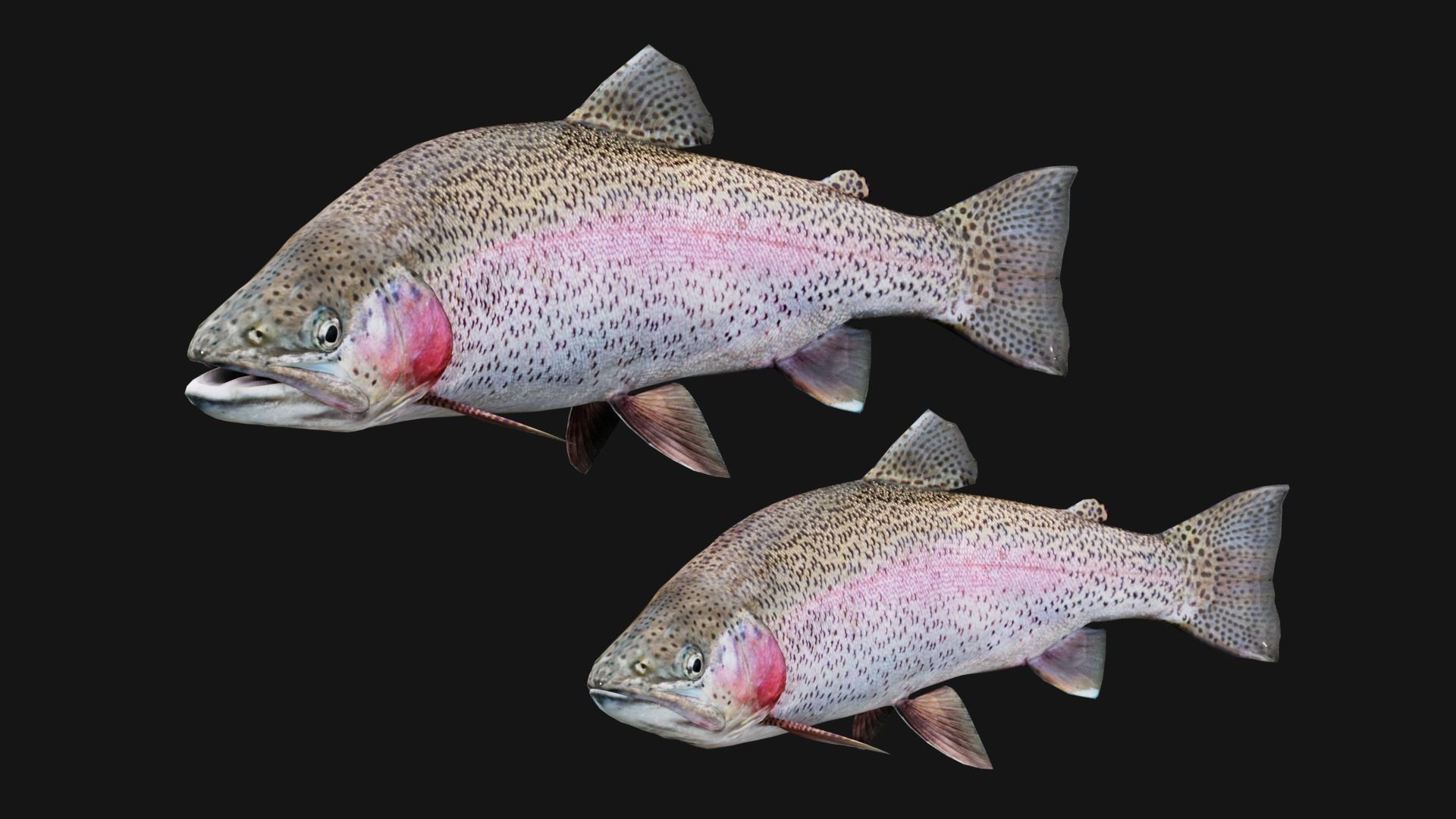 Trout RainBow - Freshwater Free low-poly 3D model_13