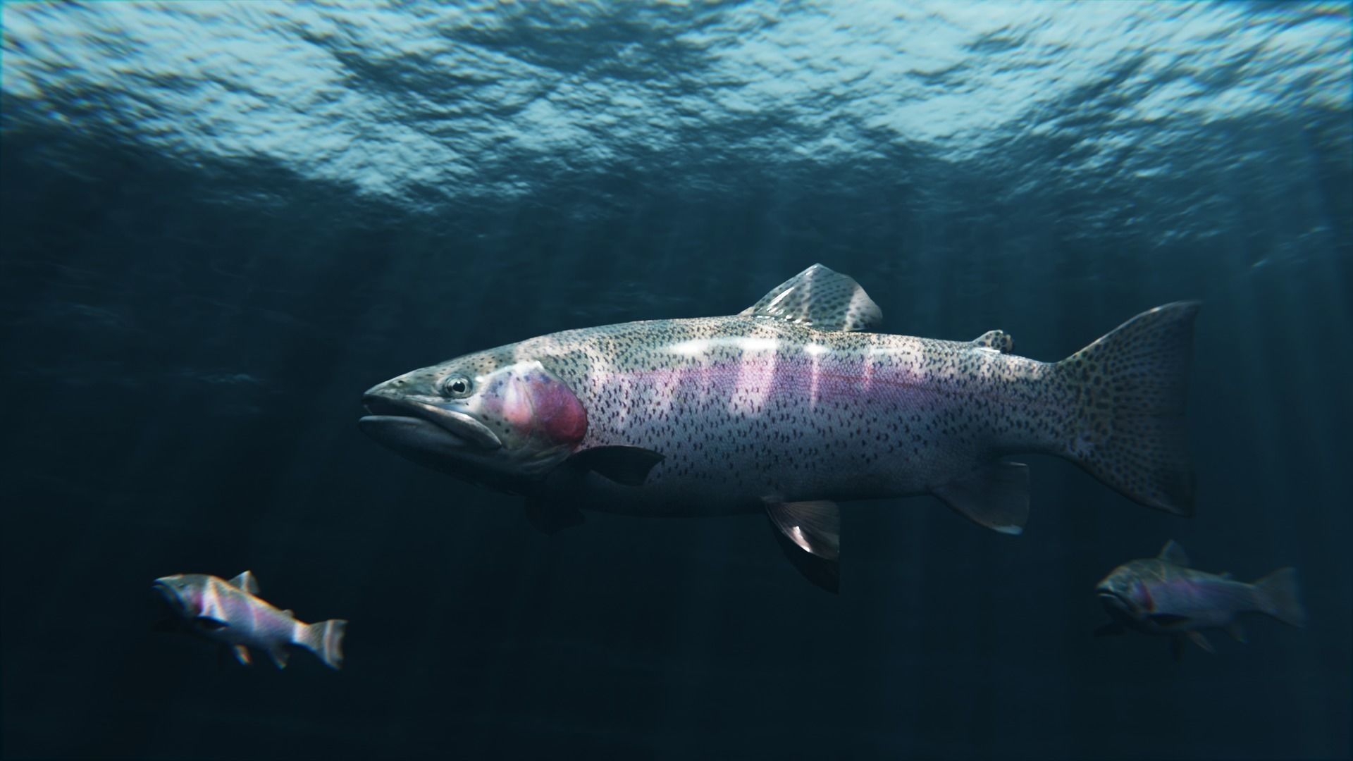 Trout RainBow - Freshwater Free low-poly 3D model_3