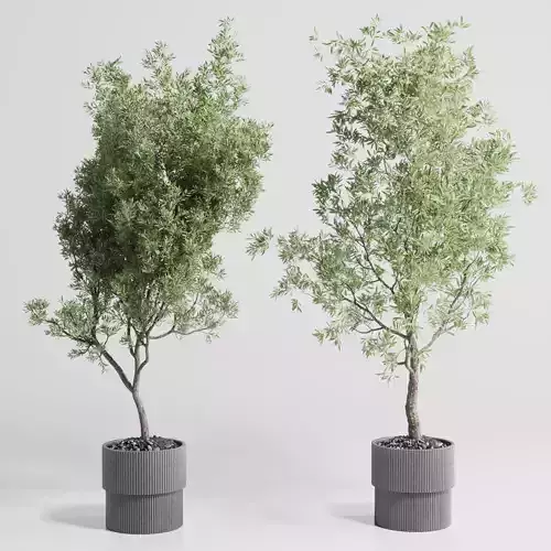 Indoor plant set 422 tree olive in concrete dirty vase