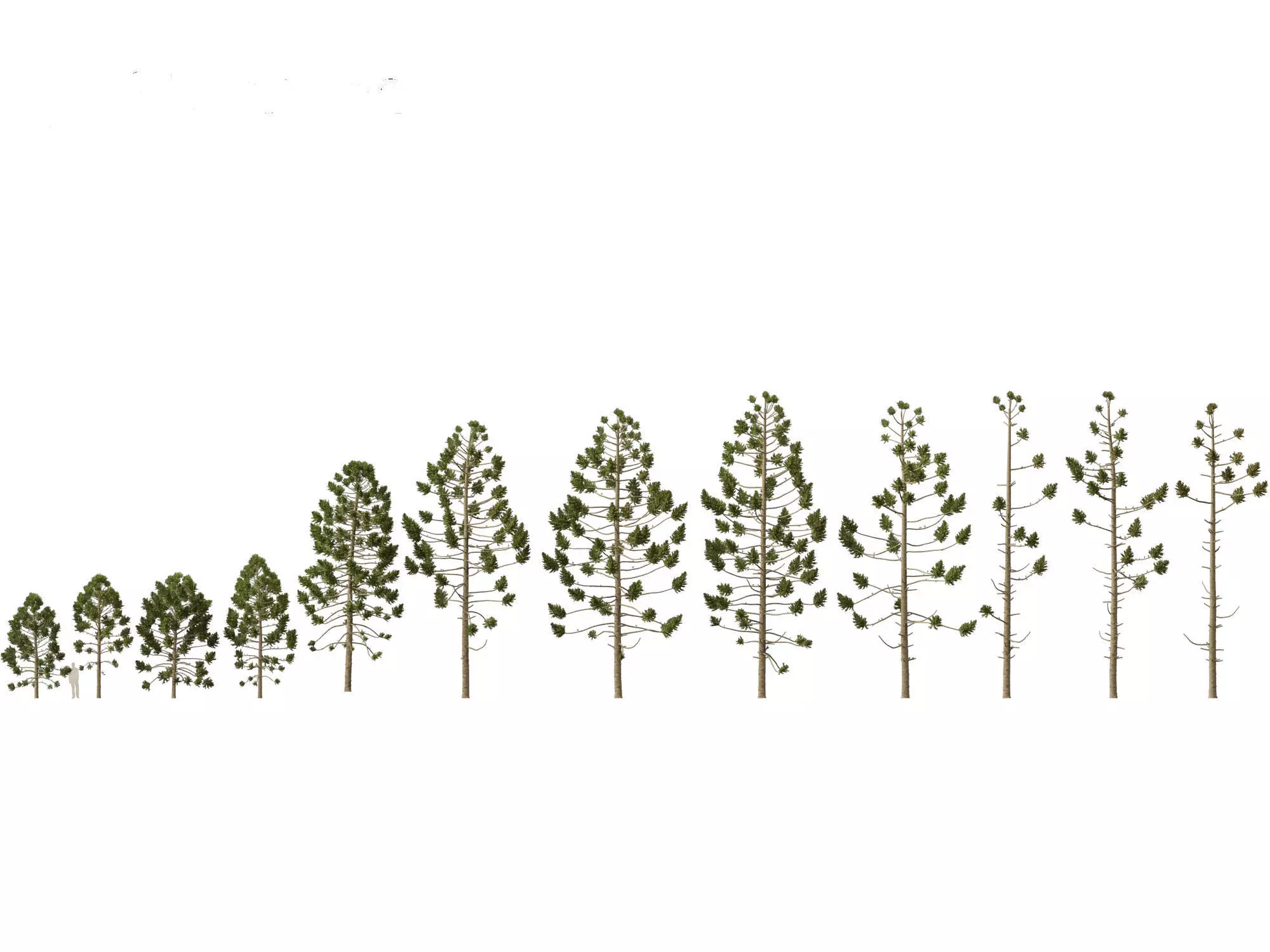 HighPoly - Low Poly- Araucaria angustifolia - Brazilian pine 01 Low-poly 3D model_0