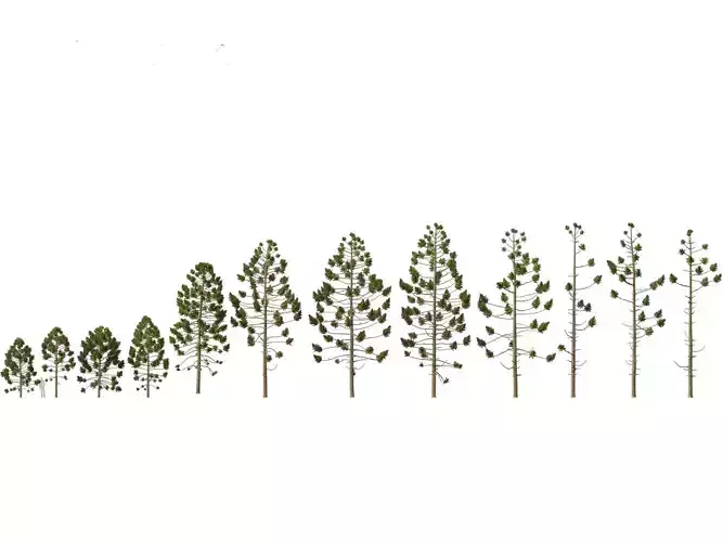 HighPoly - Low Poly- Araucaria angustifolia - Brazilian pine 01 Low-poly 3D model