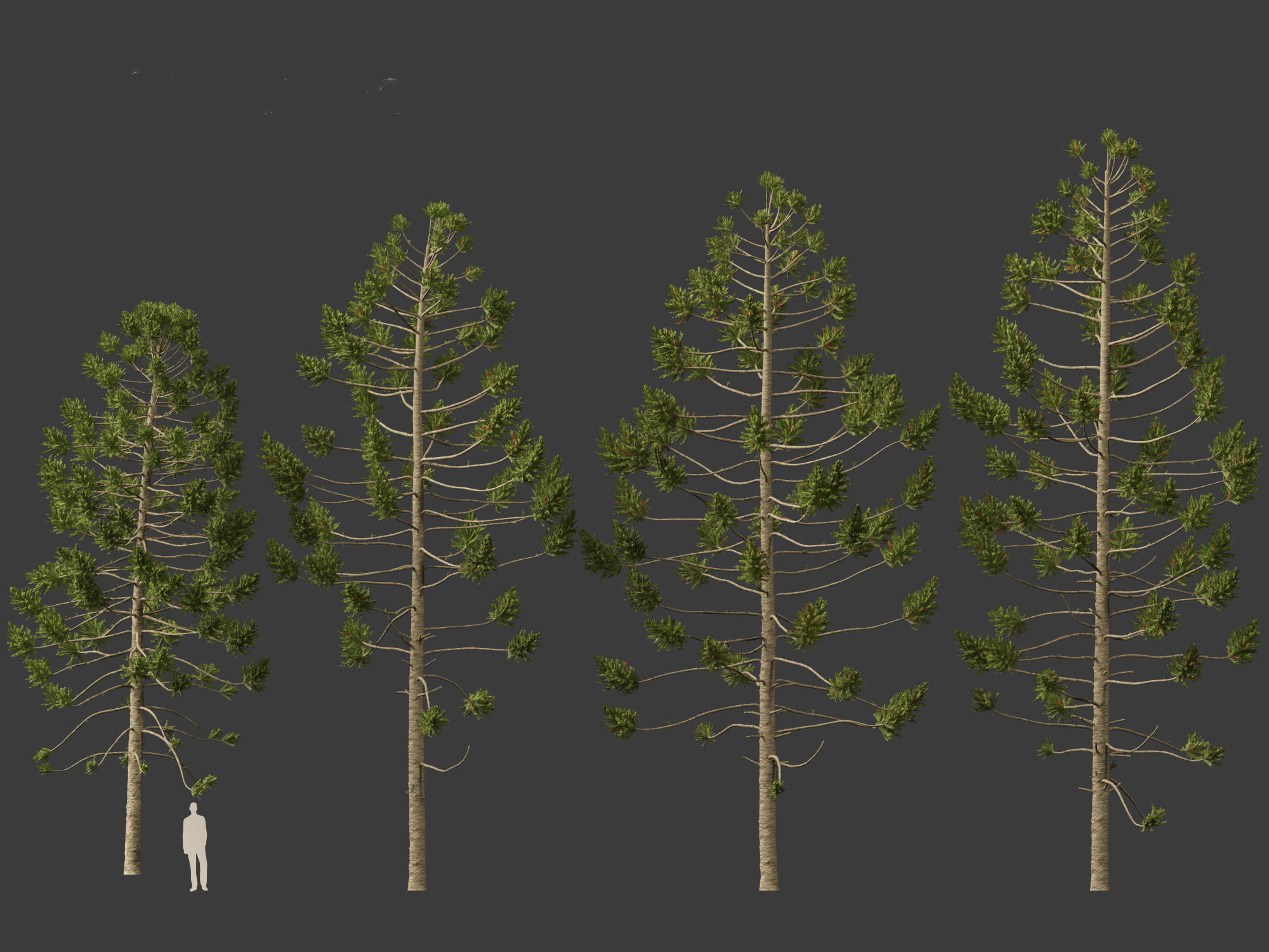HighPoly - Low Poly- Araucaria angustifolia - Brazilian pine 01 Low-poly 3D model_5