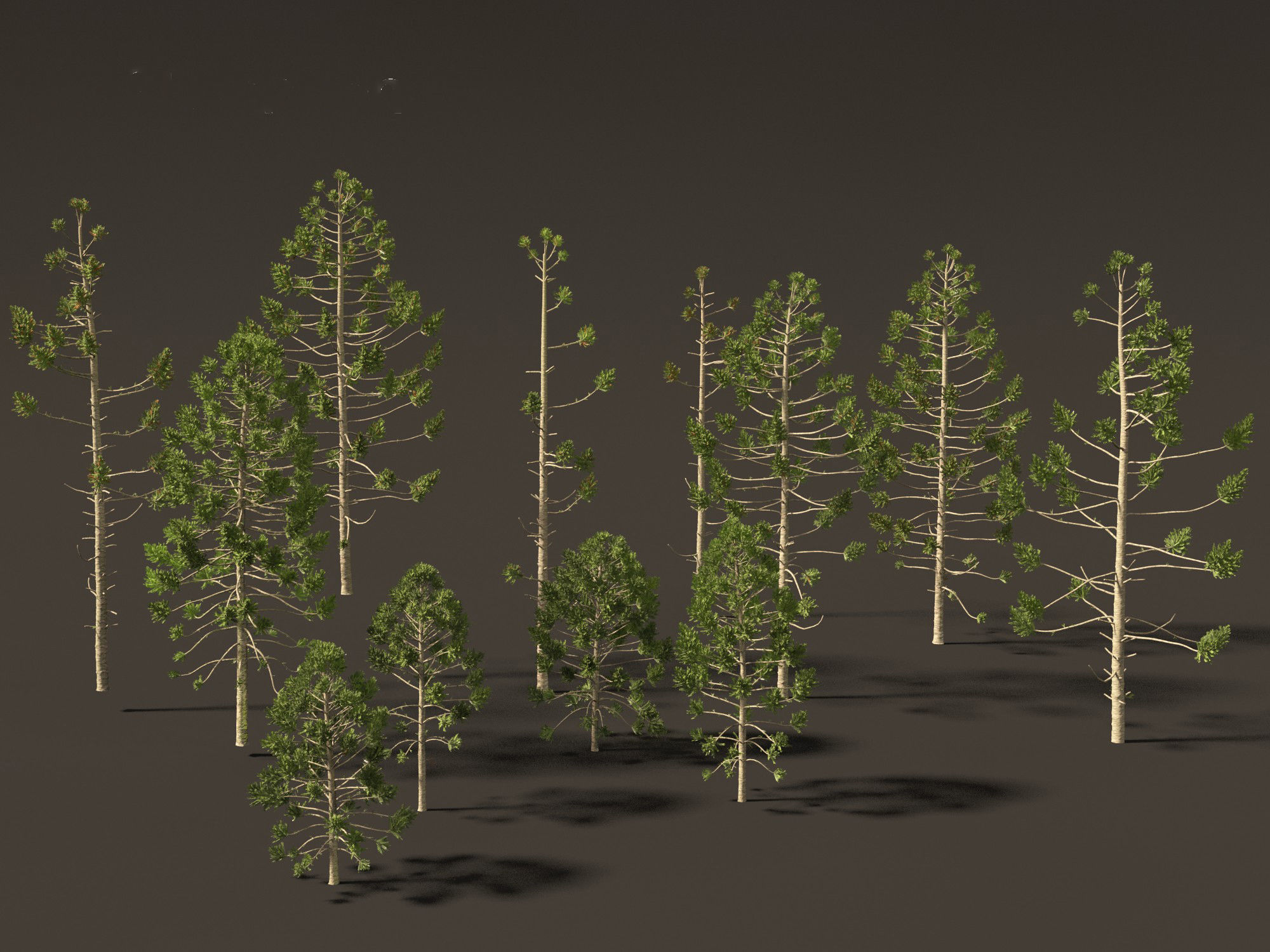 HighPoly - Low Poly- Araucaria angustifolia - Brazilian pine 01 Low-poly 3D model_8