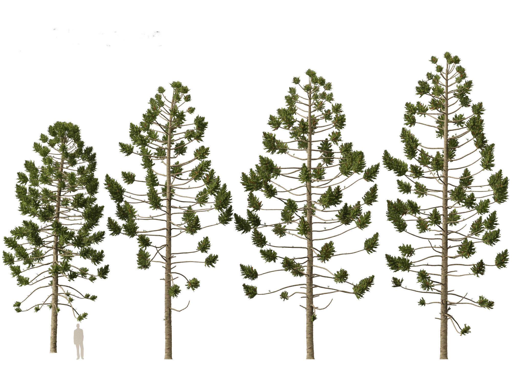 HighPoly - Low Poly- Araucaria angustifolia - Brazilian pine 01 Low-poly 3D model_4