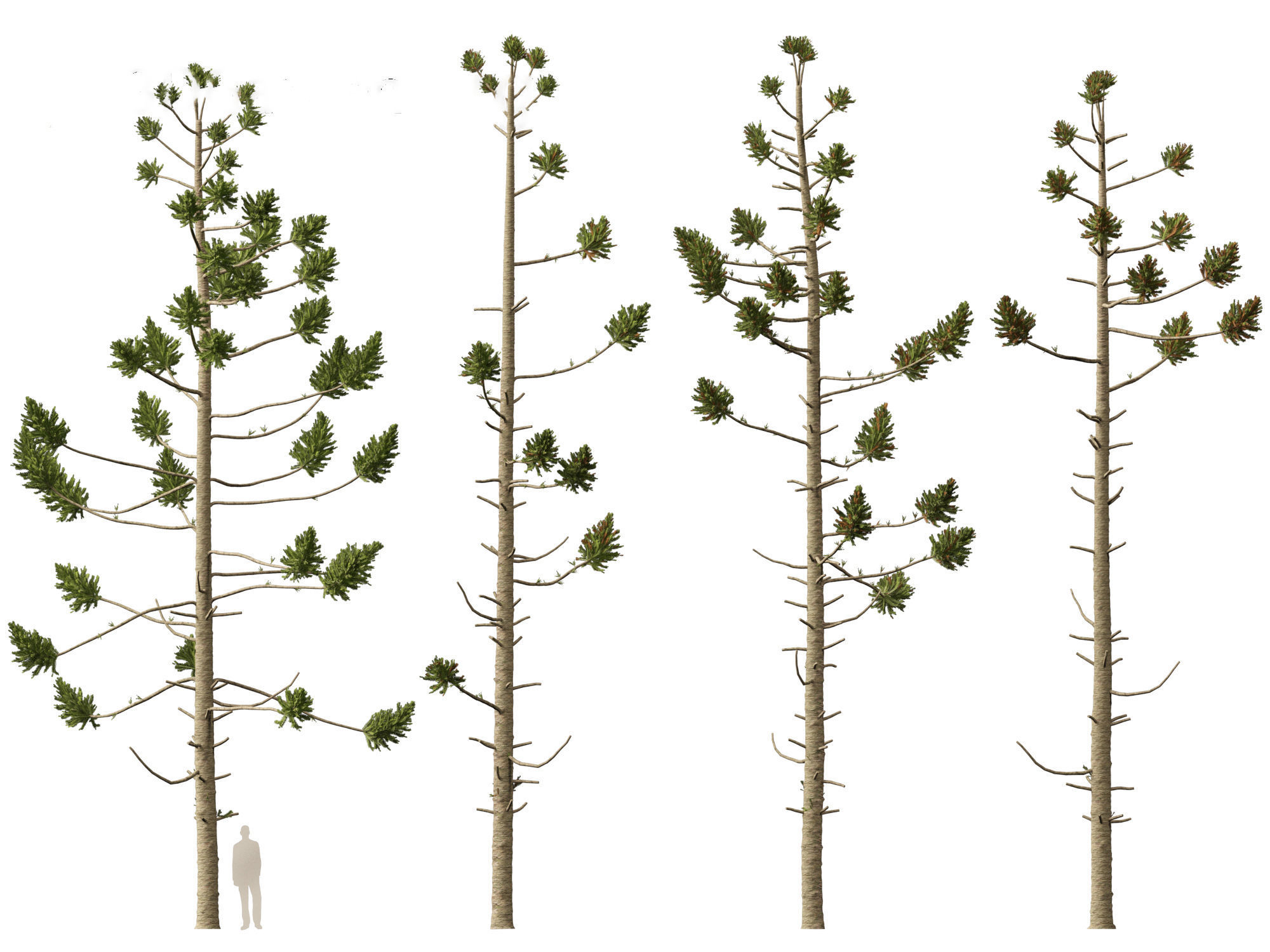 HighPoly - Low Poly- Araucaria angustifolia - Brazilian pine 01 Low-poly 3D model_6