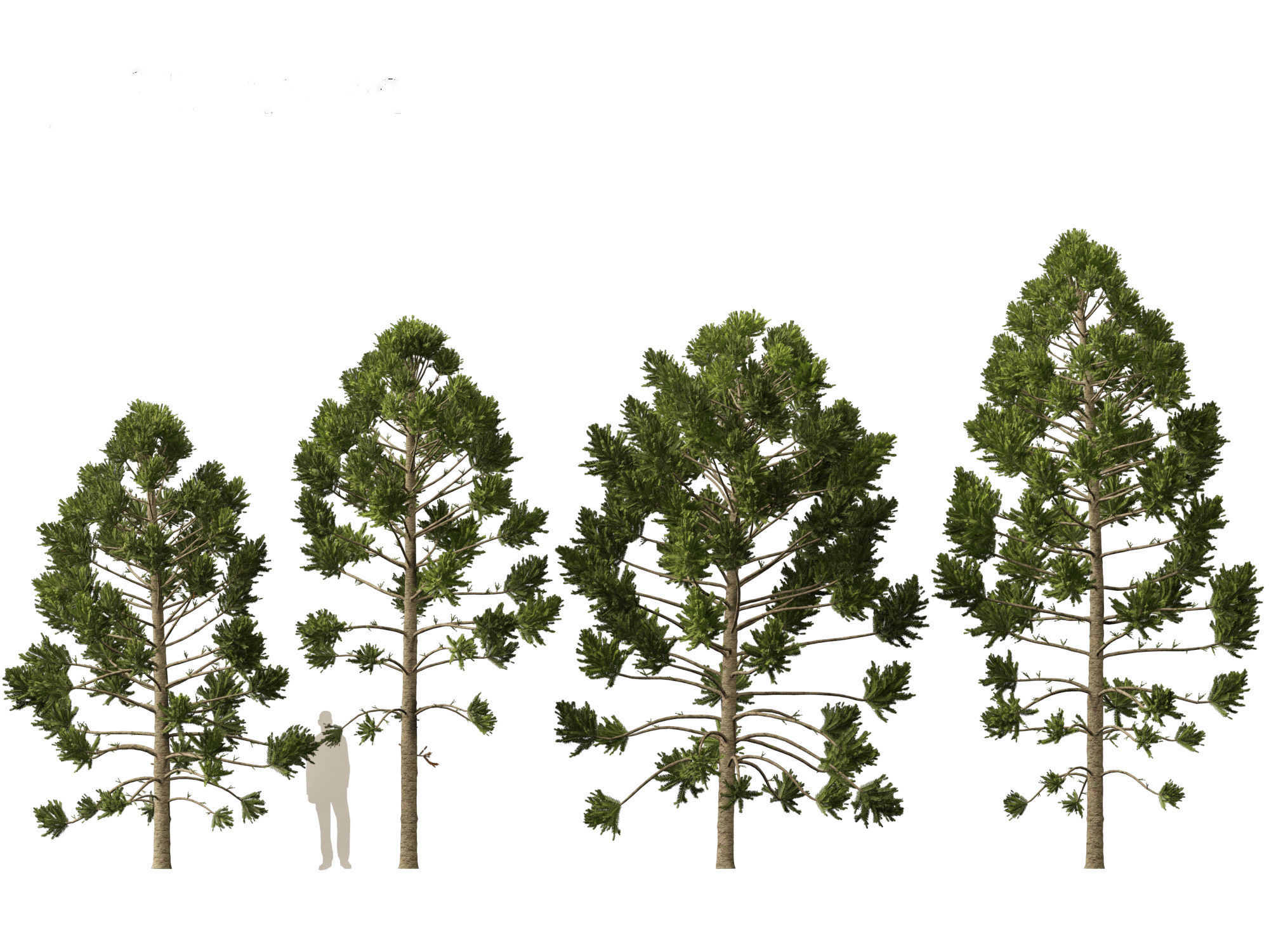 HighPoly - Low Poly- Araucaria angustifolia - Brazilian pine 01 Low-poly 3D model_2
