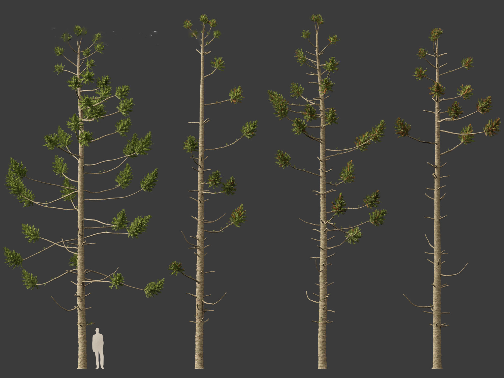 HighPoly - Low Poly- Araucaria angustifolia - Brazilian pine 01 Low-poly 3D model_7