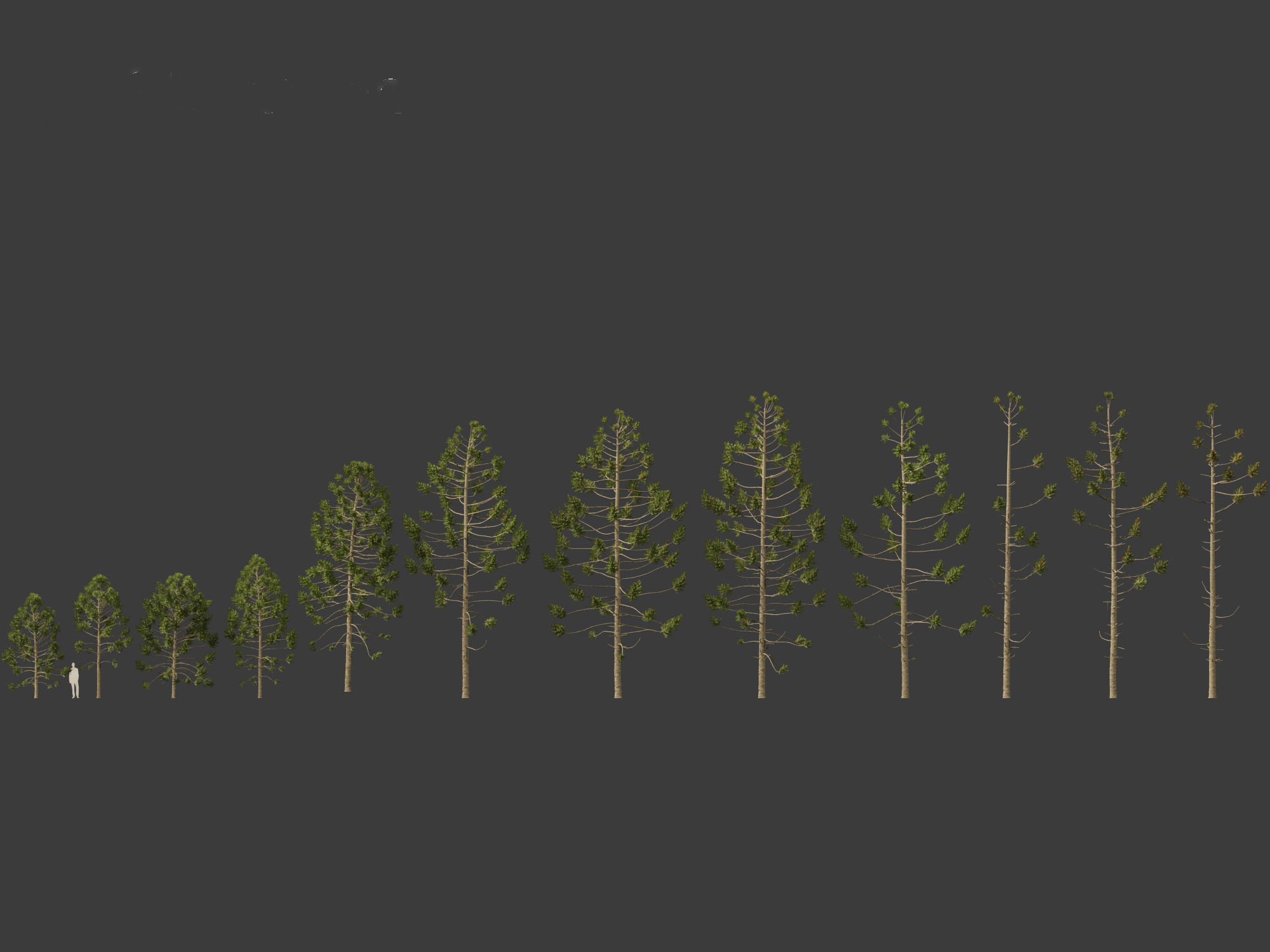 HighPoly - Low Poly- Araucaria angustifolia - Brazilian pine 01 Low-poly 3D model_1