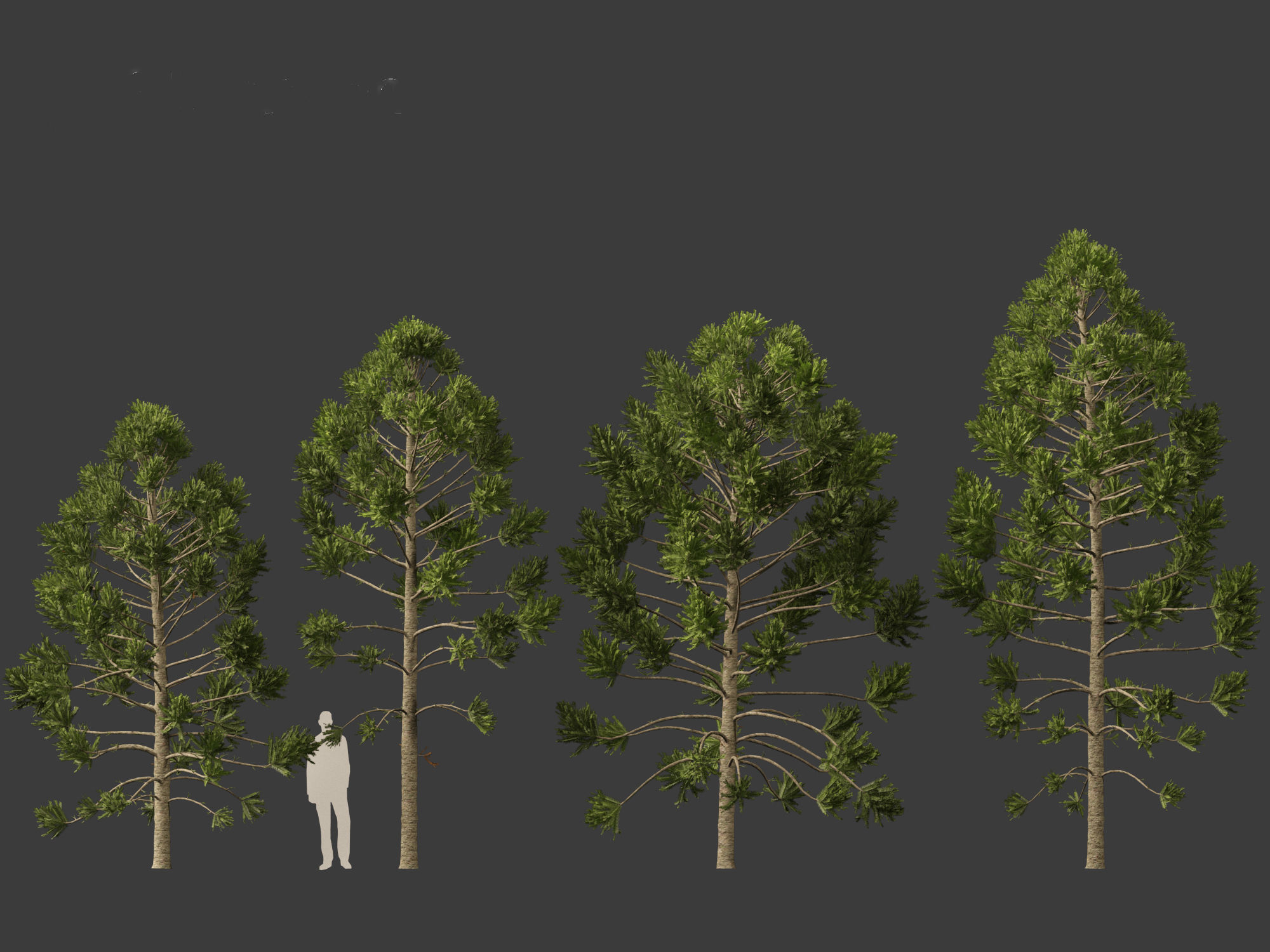 HighPoly - Low Poly- Araucaria angustifolia - Brazilian pine 01 Low-poly 3D model_3