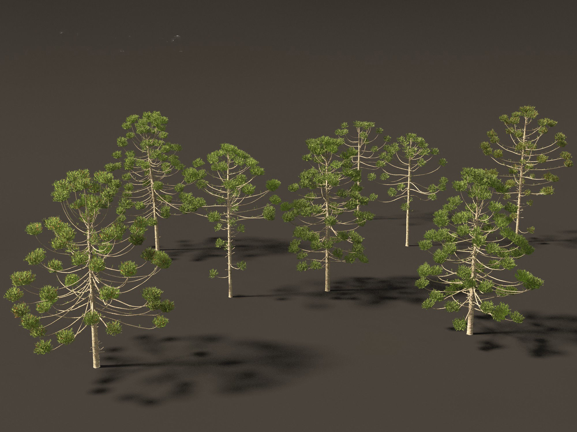 HighPoly - Low Poly- Araucaria angustifolia - Brazilian pine 02 Low-poly 3D model_6