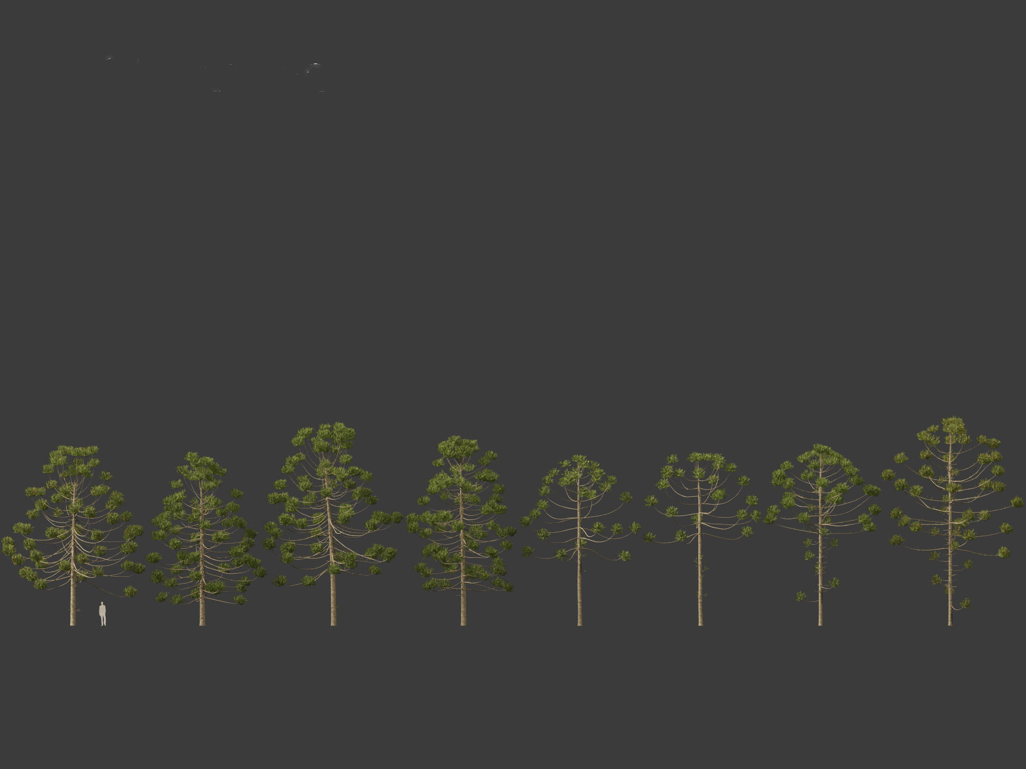 HighPoly - Low Poly- Araucaria angustifolia - Brazilian pine 02 Low-poly 3D model_1