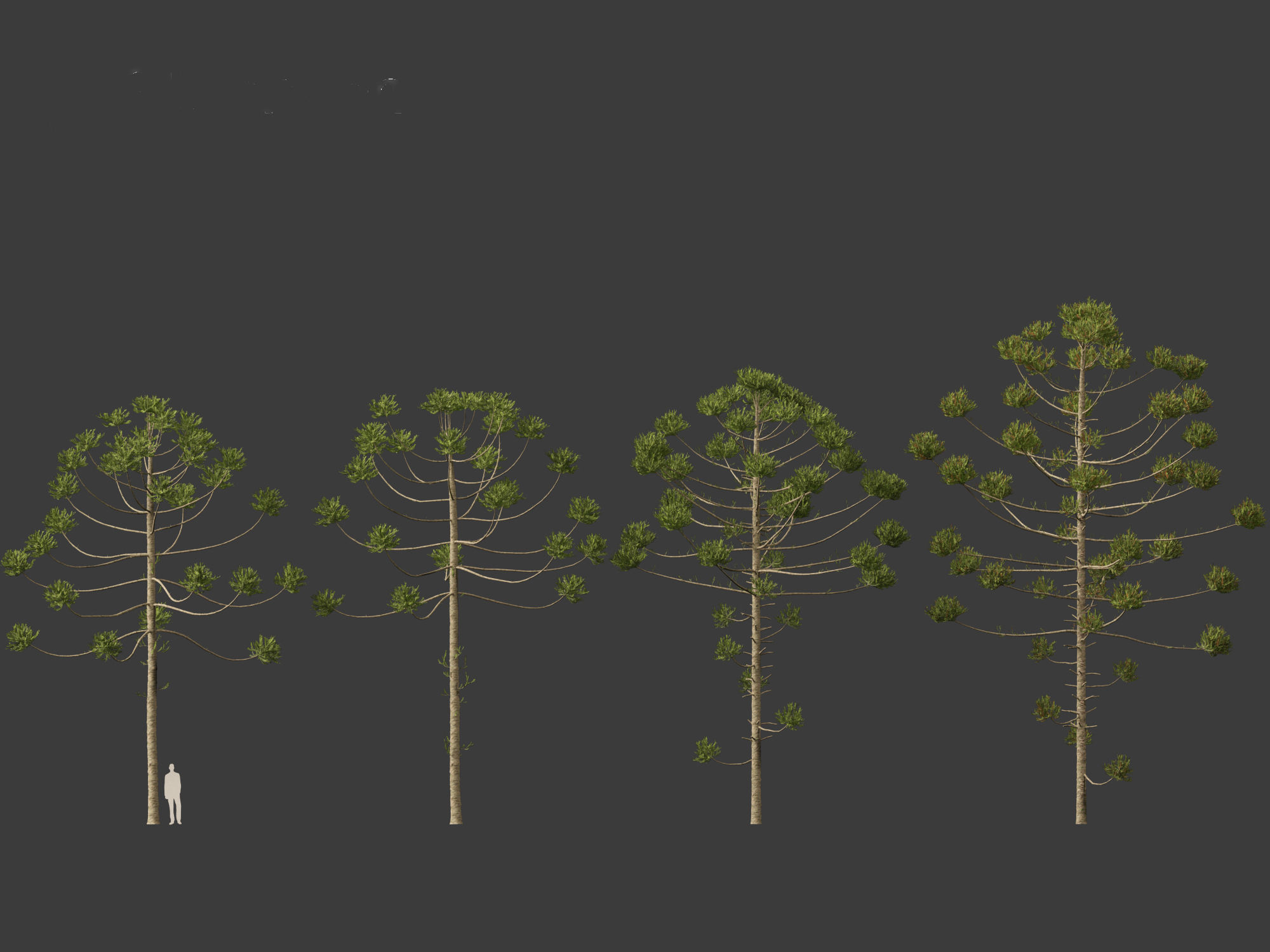 HighPoly - Low Poly- Araucaria angustifolia - Brazilian pine 02 Low-poly 3D model_5