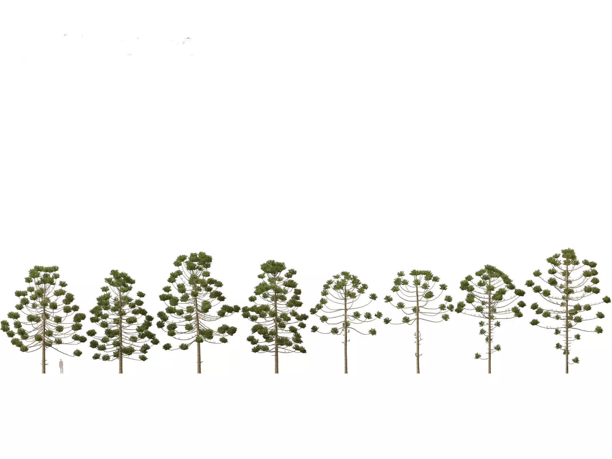 HighPoly - Low Poly- Araucaria angustifolia - Brazilian pine 02 Low-poly 3D model_0