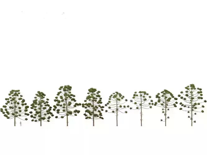 HighPoly - Low Poly- Araucaria angustifolia - Brazilian pine 02 Low-poly 3D model