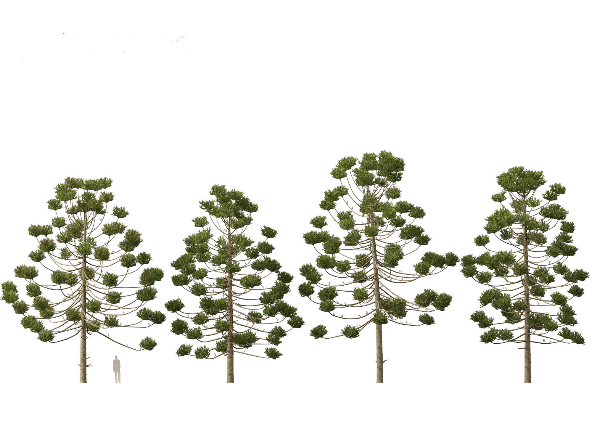 HighPoly - Low Poly- Araucaria angustifolia - Brazilian pine 02 Low-poly 3D model_2