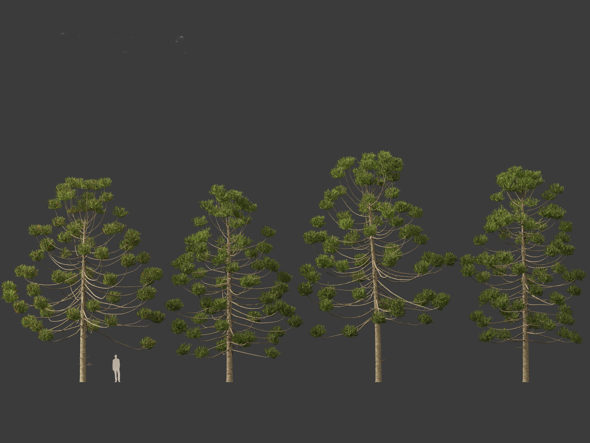HighPoly - Low Poly- Araucaria angustifolia - Brazilian pine 02 Low-poly 3D model_3