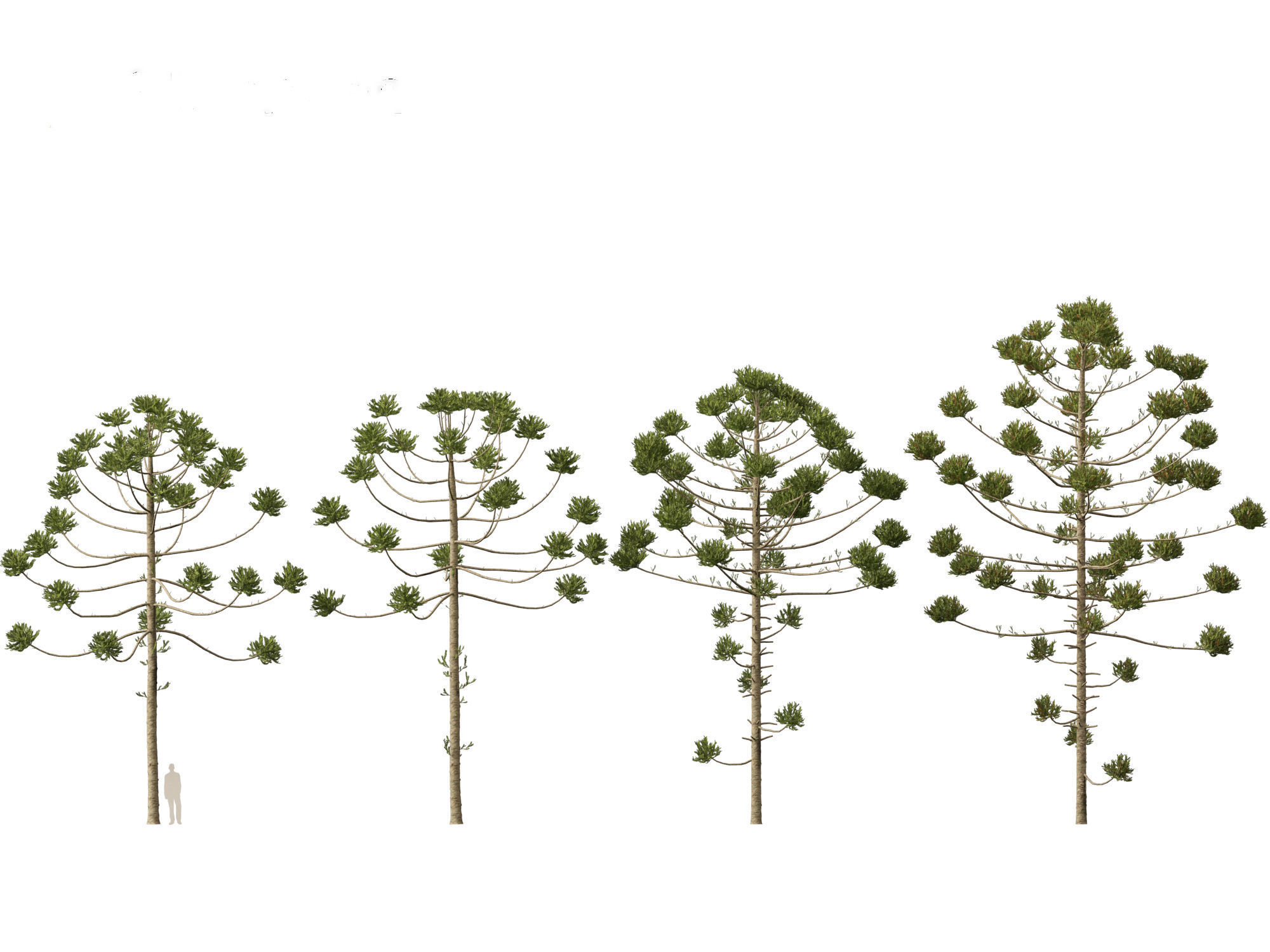 HighPoly - Low Poly- Araucaria angustifolia - Brazilian pine 02 Low-poly 3D model_4