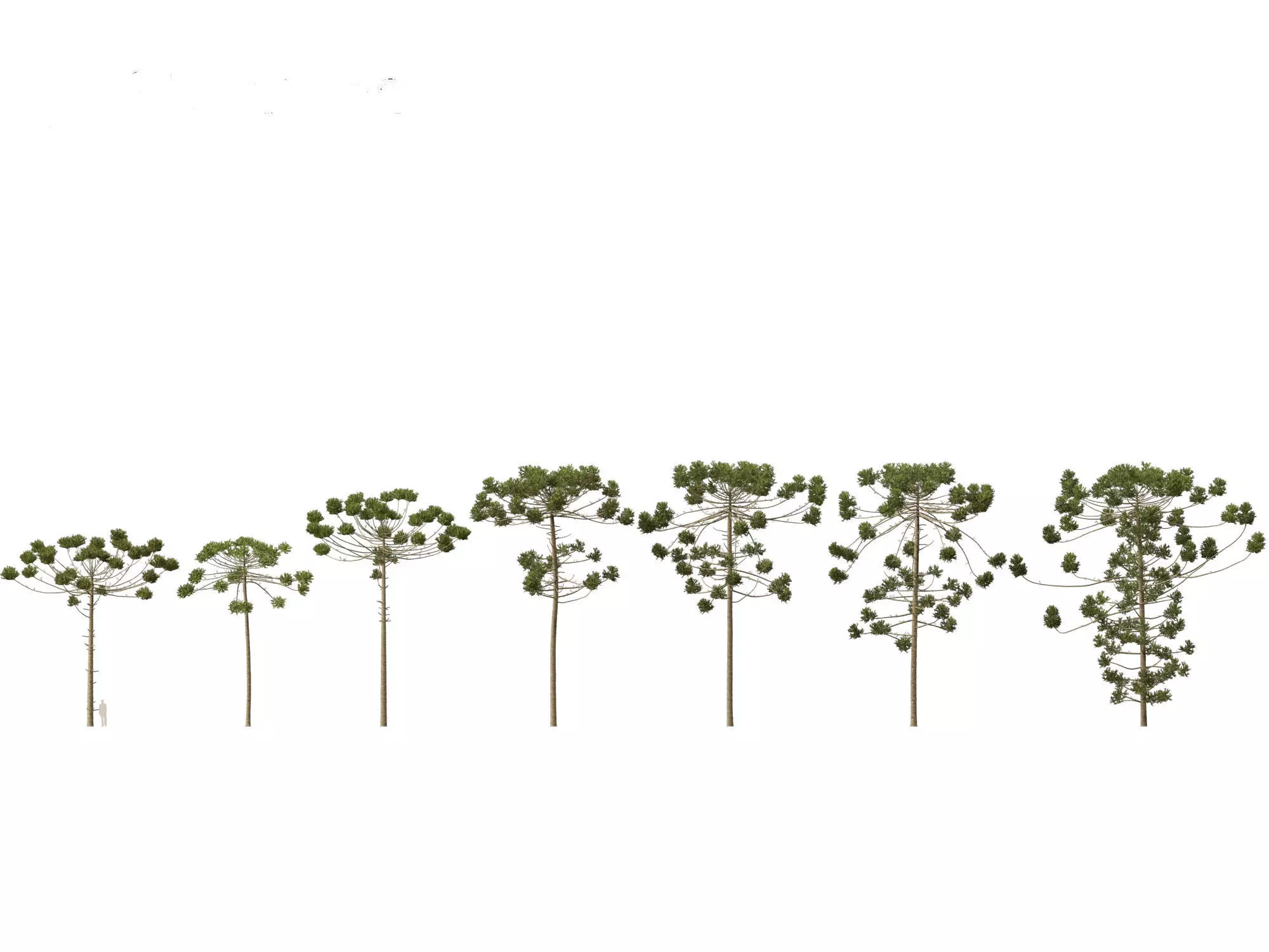 HighPoly - Low Poly- Araucaria angustifolia - Brazilian pine 03 Low-poly 3D model