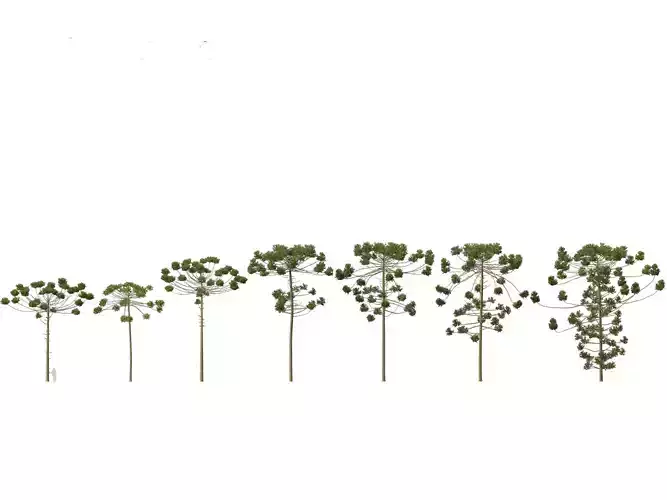 HighPoly - Low Poly- Araucaria angustifolia - Brazilian pine 03 Low-poly 3D model